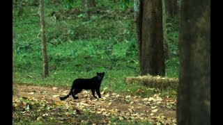 Spotted Wild Animals in Dandeli and surrondings of Dandeli, Watch till the END ,Special VIdeo.
