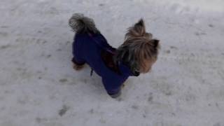 Йорк Тимка.Прогулка,купание,игры.♥Йоркширский терьер♥ ♪ Music video♪ ♥Yorkshire Terrier ♥