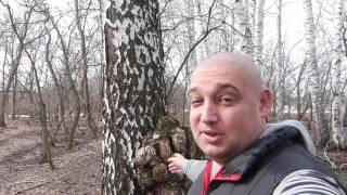 Собираем березовый сок/Страшная находка/Сок с яблоком и лимоном