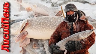 Проверка ловушек ГИГАНТСКИЕ ЩУКИ -36(ПРОМЫСЕЛ)