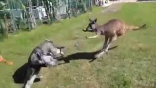 Смешные КЕНГУРУ