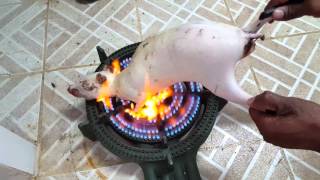 Roasting of Agouti Carcass