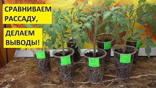 5 плюсов усиленной подсветки рассады томатов. Дополнительное освещение творит чудеса!