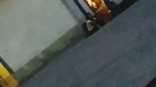 На улице Кулиева до сих пор функционируют притоны с девушками лёгкого поведения