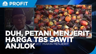 Petani Menjerit, Harga TBS Sawit Anjlok di Tengah Larangan Ekspor CPO