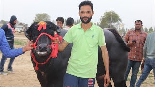 पंजाब से आया बुल रहा पहले स्थान पर। गाँव - बरसोल(जींद) हरियाणा। Murrah Association Competition