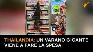 Thailandia: un varano gigante viene a fare la spesa