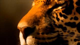 Enigma - Page of Cups