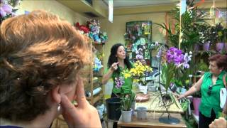 Orquídeas: Phalaenopsis, Dendrobium, Cambria, Oncidium y Wanda