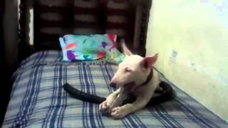 camel bull terrier pit medellin