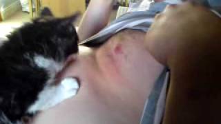 suckling cat funny