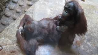 +18 Mating of Monkeys
