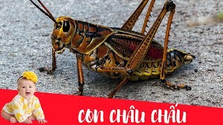 Dạy bé học nói con vật tiếng Việt | Con châu chấu