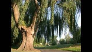 Apex - Weeping willow