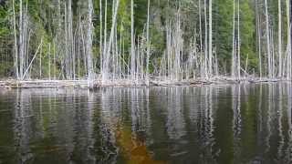 Spring Survival - Canadian Forests Part 4