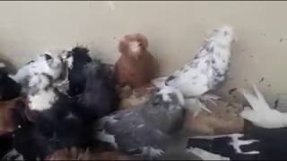 Бухарские Голуби Украины