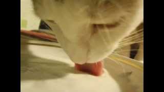 Кот лакает ряженку и облизывается / The cat is eating (closeup)