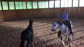 Lounging my Spanish stallion from horseback
