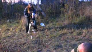 Пьянь в кустах / Dog attack Drunk guy