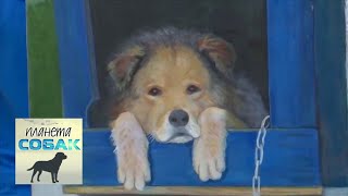 Балканская гончая. Планета собак ? Моя Планета