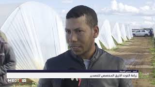 "المغرب الأخضر" .. زراعة التوت الأزرق المخصص للتصدير