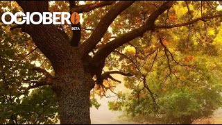 #9 October CMS - Создание блога