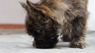 Kern teriér (Cairn Terrier) 3 month puppy