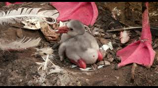 First Flamingo Chick for 2023 - Cincinnati Zoo