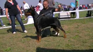 Obi wan Kenobi de Grande Vinko on CACIB show