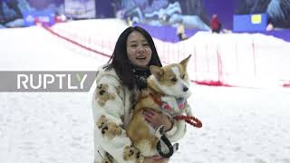 Slush puppies - Dogs frolic in Sunac Snow Park during New Year holiday