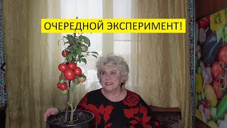 Эту рассаду томатов я буду "мучить"! 