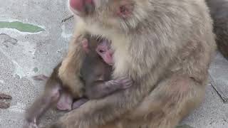 Baby Monkey. ニホンザルの赤ちゃん2014（釧路動物園）⑩