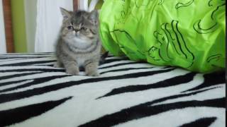Питомник экзотов и персов HELGA'S CATS