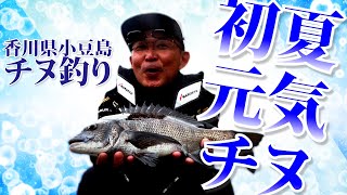 初夏チヌ攻略、大型混じりの数釣り～香川県小豆島　後編
