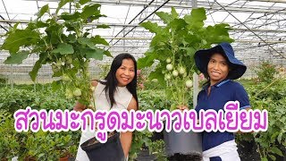 ชมสวนผักไทยต่างแดน มะกรูดมะนาวในเบลเยียม อีกครั้ง by Eidsy Easy