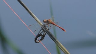 Карась на 1 кг и ловля карпа на поплавок. Часть 2 My fishing