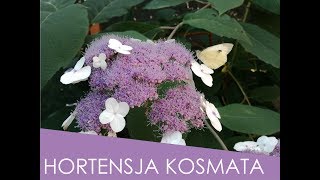 Hortensja kosmata