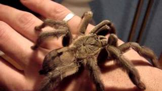 p. cambridgei handling