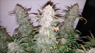 Fast Buds - Pineapple Express Harvest