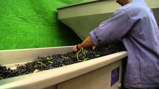 Die Arbeiten im Weinberg und Keller "Herbst"