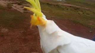 Kakatua Jambul Kuning Montie si Pintar