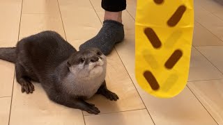カワウソさくら 気合いれてカワウソと遊ぶとこうなる Otter play with balloon toys