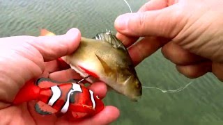Fish eat Nemo: pike attack zombie dead-bait with a toy inside.