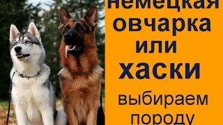 хаски или немецкая овчарка кого выбрать правильный выбор породы