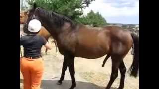 horse and hot woman