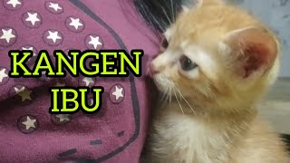 HELLO KITTEN ||| Anak Kucing Terlantar. Si Manis Yang Rindu Ibunya