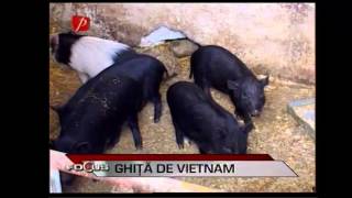 Porci vietnamezi Floresti Prahova