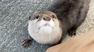 カワウソじゃらしがないので猫じゃらしに食いつきまくるカワウソ！ The otter that wants otternip bites the catnip!