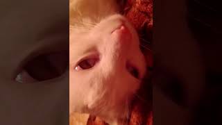 Кот-проводник.изгнание демона.полтергейст в доме.связь с потусторонним миром.подклад.астрал.