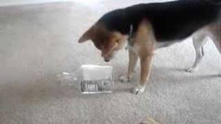 smart shiba inu